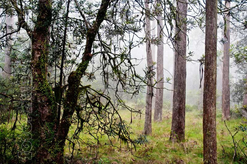 New England NP: typische Vegetation im Bereich des Thungatti Camps