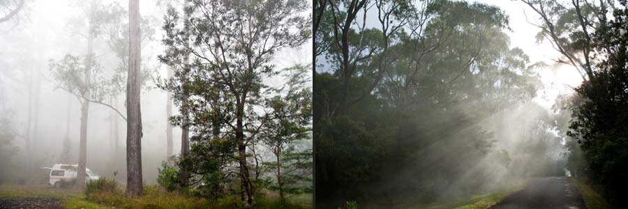 Nebel im New England National Park