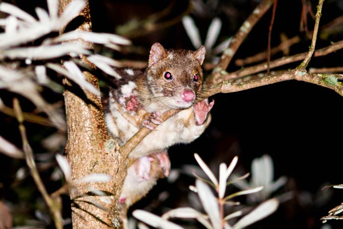 Riesenbeutelmarder (Spotted-tailed Quoll = Dasyurus maculatus) im New England NP