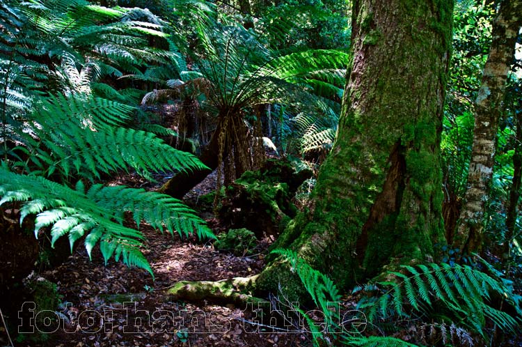 New England National Park: im Antarctic Beech forest