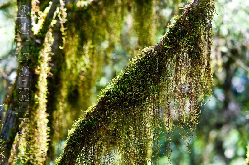 New England NP, gemäßigter Regenwald