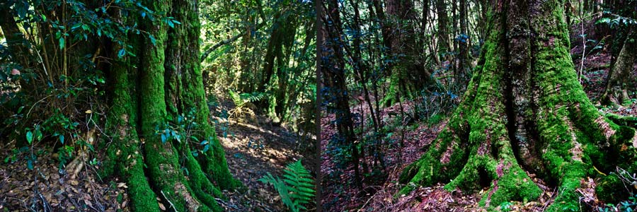 New England National Park: im Beech forest