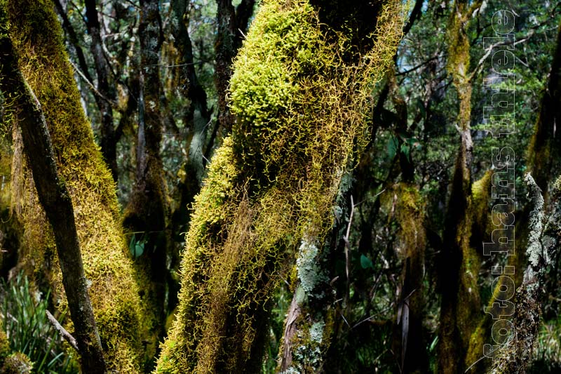 Tea Tree Falls Walk, temperierter Regenwald im New England NP