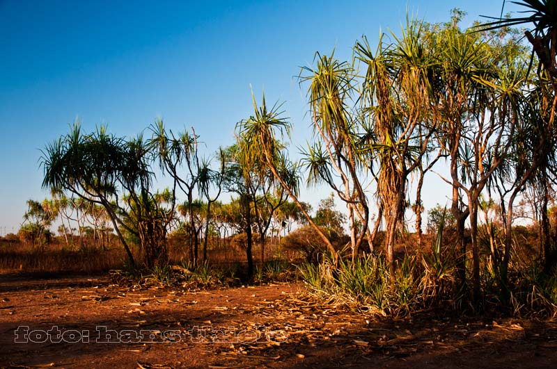 Schraubenpalmen im Shady Camp im Mary River Nationalpark