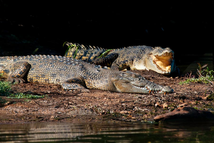 Leistenkrokodile beim Sonnenbaden