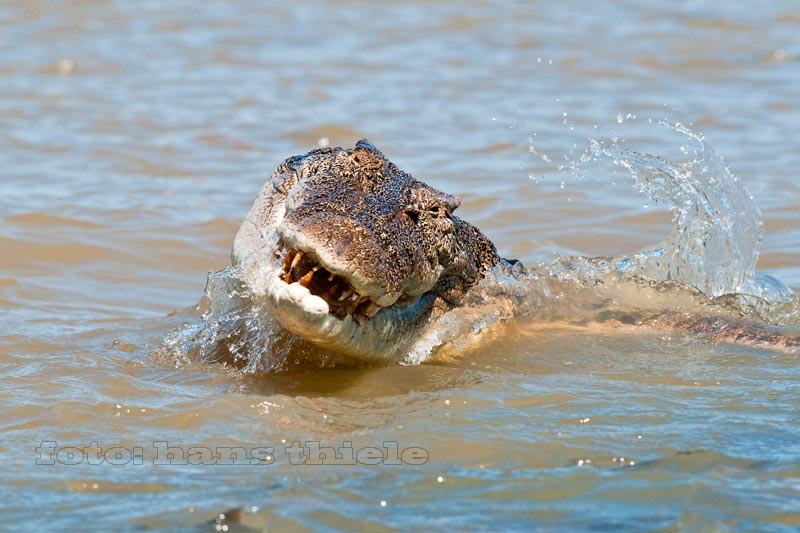 Krokodil, Saltie, beim Beutefang