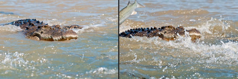 Leistenkrokodil beim Fang von Fischen