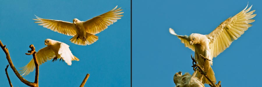 Nacktaugen-Kakadu, Little Corella im Flut