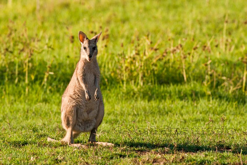 Flinkwallaby, Agile Wallaby