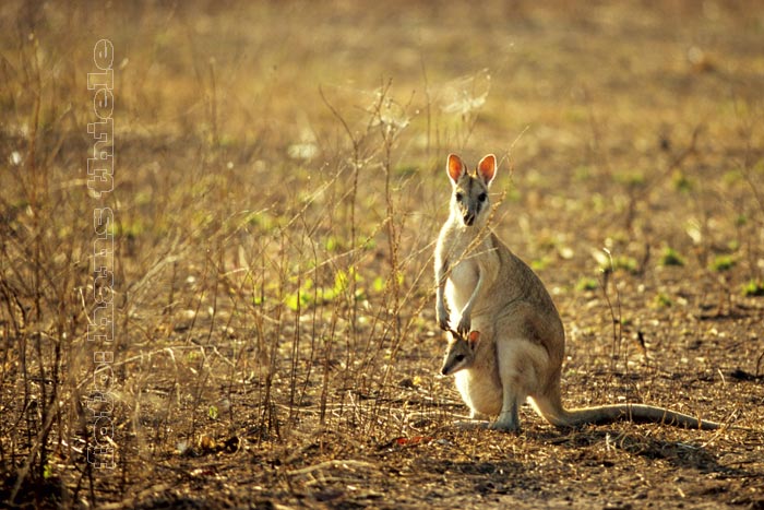 Flinkwallaby, eine tropische Art