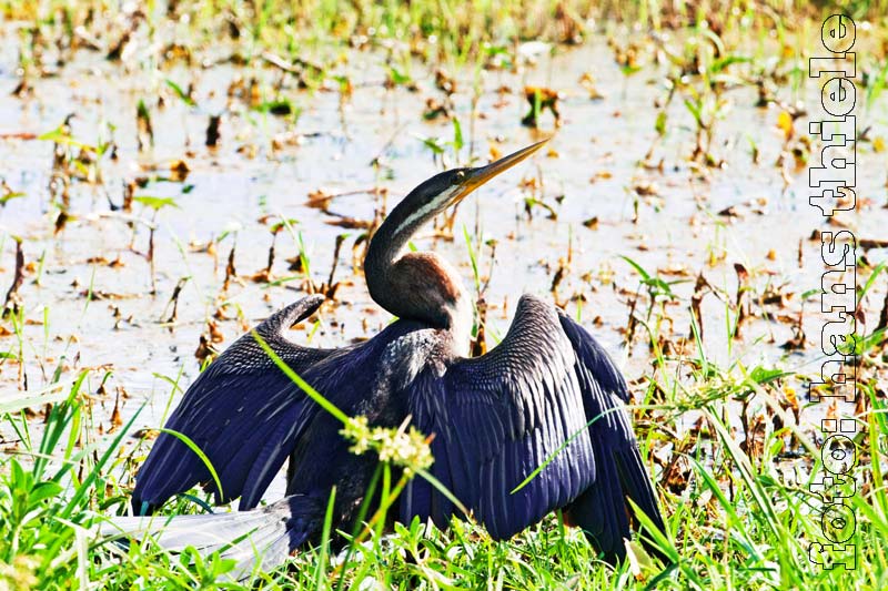 Schlangenhalsvogel (Darter = Anhinga novaehollandiae)