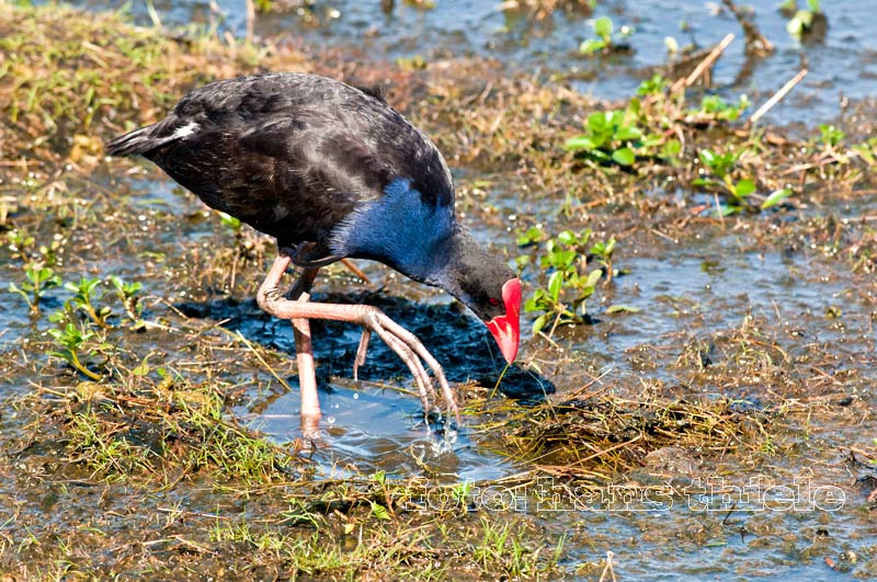 Purpurhuhn in den Mamukala Wetlands