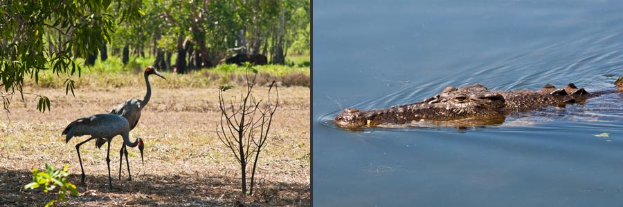 Yellow Water Lagune Brolgas: die australische Kranichart, Leistenkrokodil