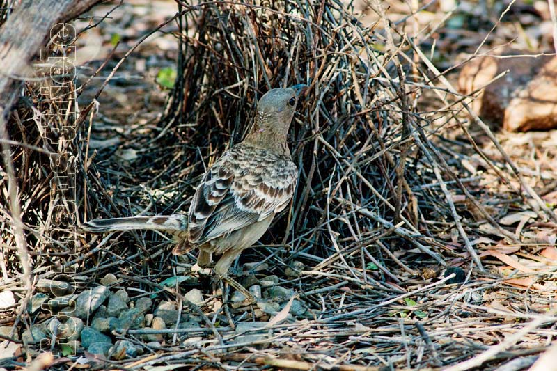 Graulaubenvogel beim Ausbau seiner Laube