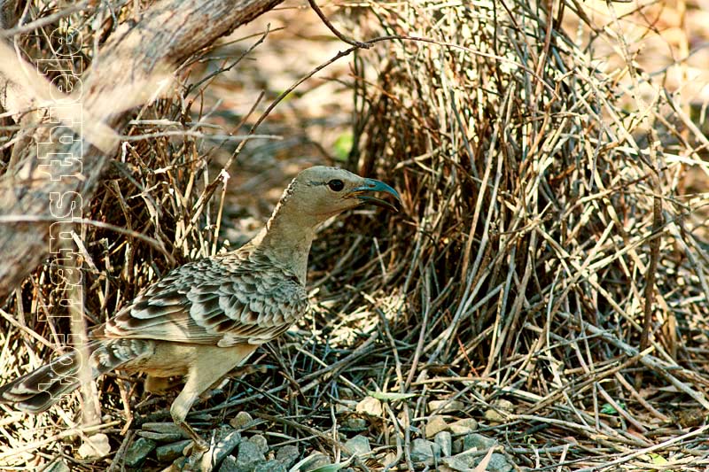 Grau-Laubenvogels ( Great Bowerbird = Chlamydera nuchalis) beim Ausbau seiner Laube