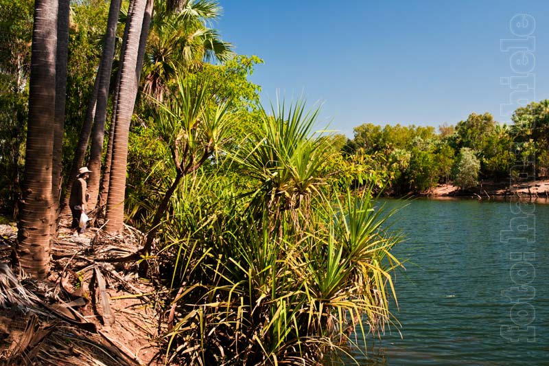 Elsey Nationalpark; Schraubenpalmen am Rover River