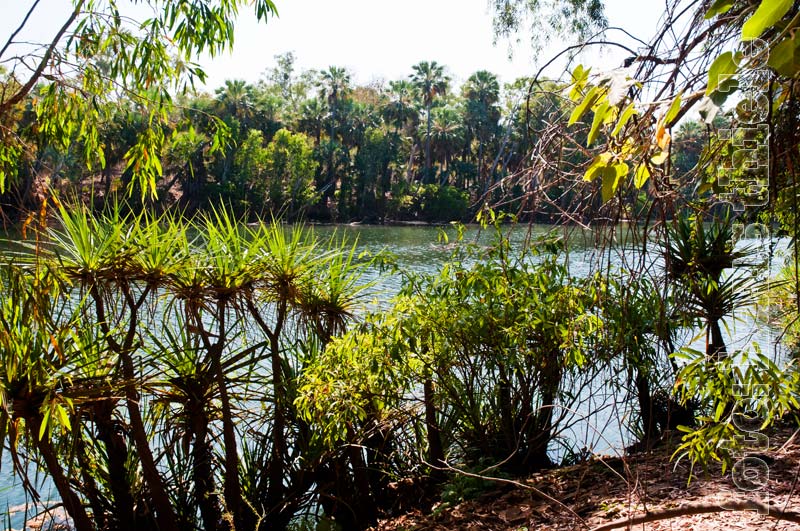 Elsey National Park, Schraubenpalmen = Pandanus