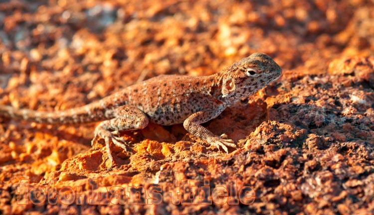 Wüstenagame, Central netted dragon,  Ctenophorus nuchalis