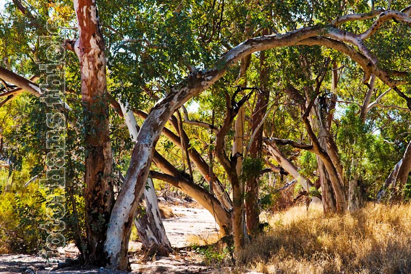 Simpson Gap, Ghost Gums