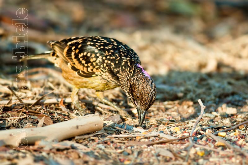 Westlicher Laubenvogel (Western Bowerbird = Chlamydera guttata)