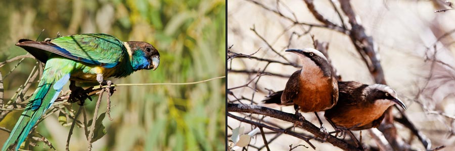 Vögel in den MacDonnell Ranges: links Ringsittich (Australian Ringneck = Barnardius zonarius), rechts Säbler (Babbler = Pomatostomos spec.)