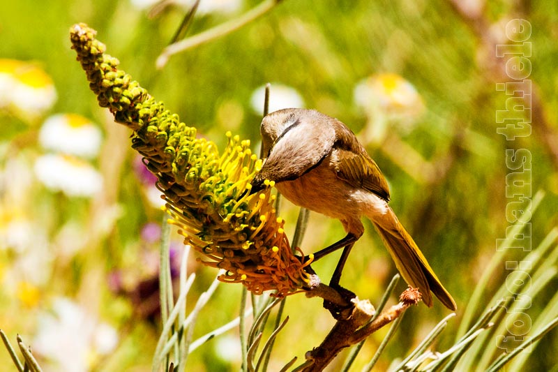 Honigesser (Singing Honeyeater = Lichenostomus virescens) beim Saugen von Nektar