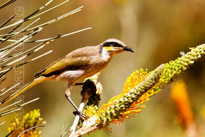 Honigesser, Singing Honeyeater,  Lichenostomus virescens