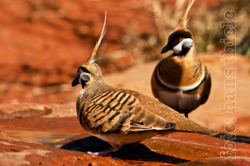 Rotschopftaube (Spinifex Pigeon = Geophaps plumifera)