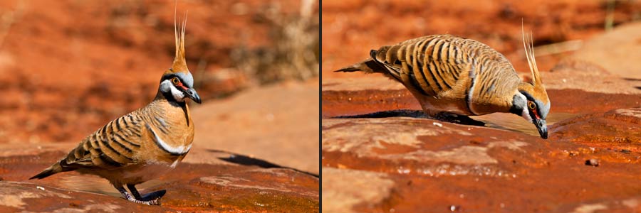 Rotschopftaube (Spinifex Pigeon = Geophaps plumifera)