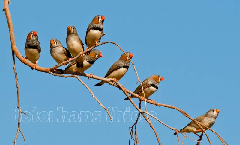 Zebrafinken (Zebra Finch = Taeniopygia guttata)