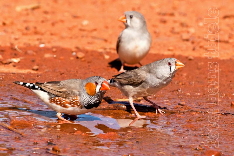 Zebrafinken (Zebra Finch = Taeniopygia guttata)