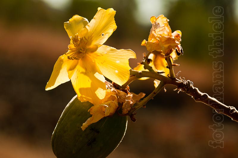 Keep River NP: Yellow Kapok (Cochlospermum),
   Schönheit am Wegesrand