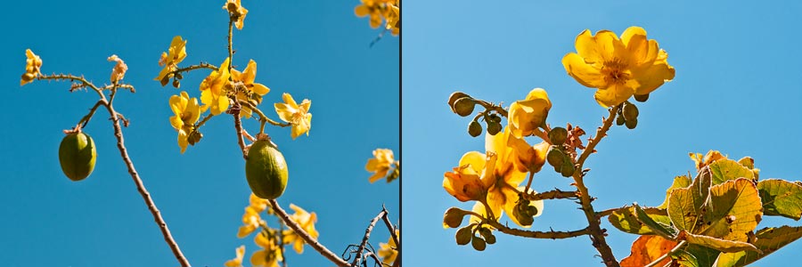 Keep River NP: Yellow Kapok (Cochlospermum),