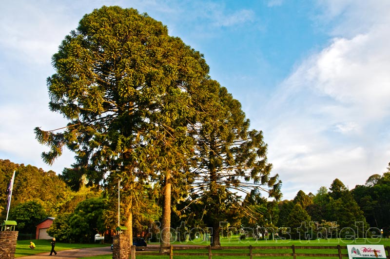 Araukarien, Bunya Pine, im Bunya Mtns NP