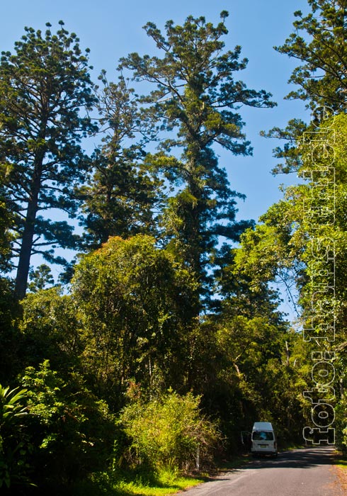 Bunya Mountains National Park