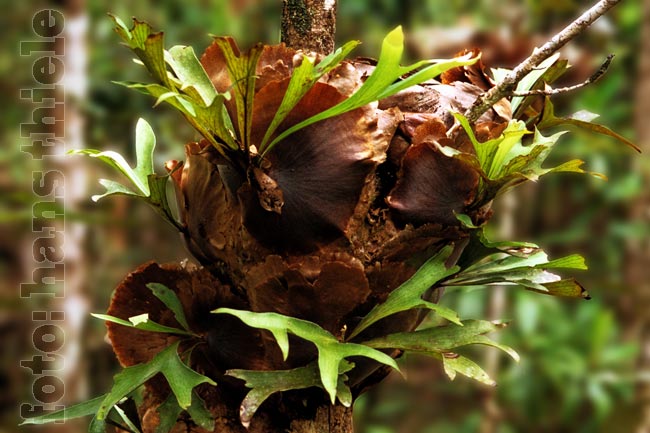 Lamington NP: Geweihfarn (Elkhorn Fern = Platycerium bifurcatum)