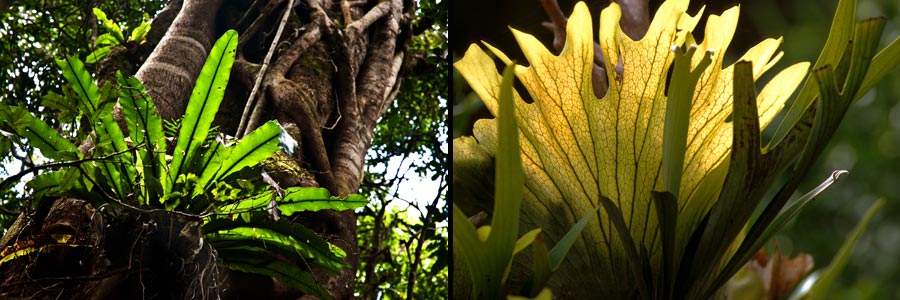 Lamington NP, Bird's Nest Fern (Asplenium australasicum) und Staghorn Fern (Platycerium superbum)