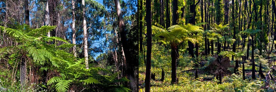 Baumfarne können sogar Waldbrände überstehen