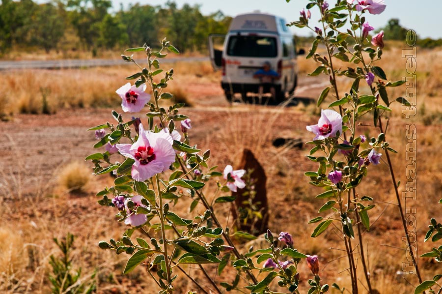 Rast im Outback am HWY