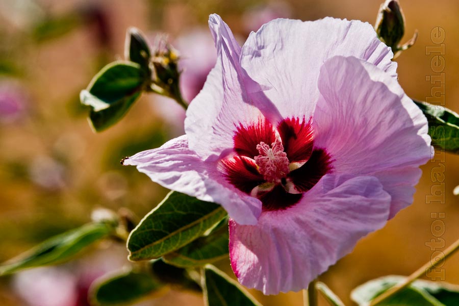 Sturts Desert Rose, ein Malvengewächs