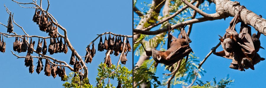 Flughunde, Flying Fox