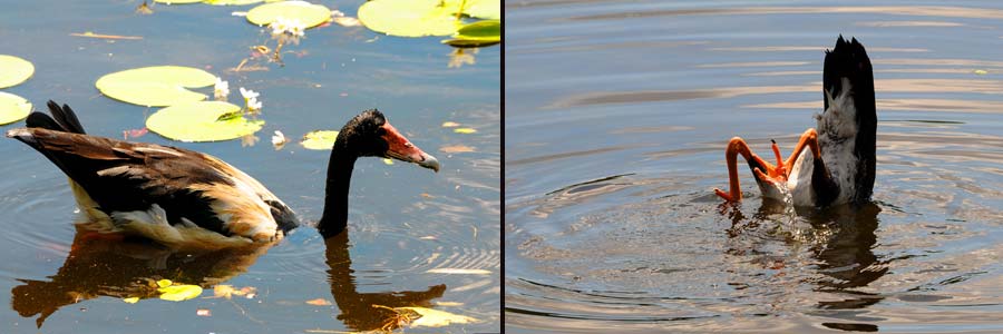 Nahrungssuche der Spaltfußgänse (Magpie Geese)