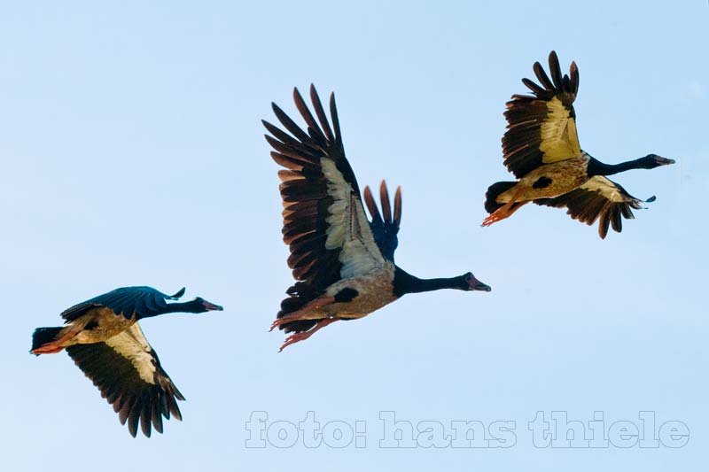 Flugphasen bei der Spaltfussganz