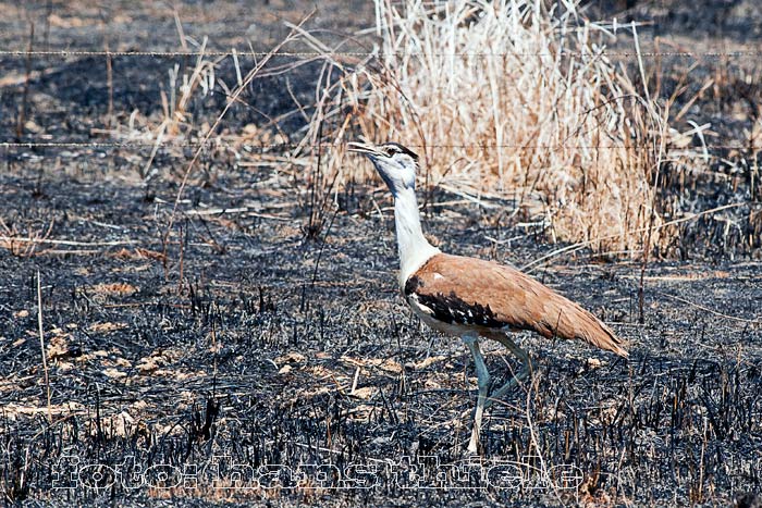 Australische Trappe auf einer abgebrannten Weide