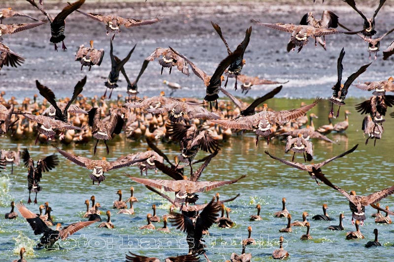 Hasties Swamp, Atherton, Whistling Ducks