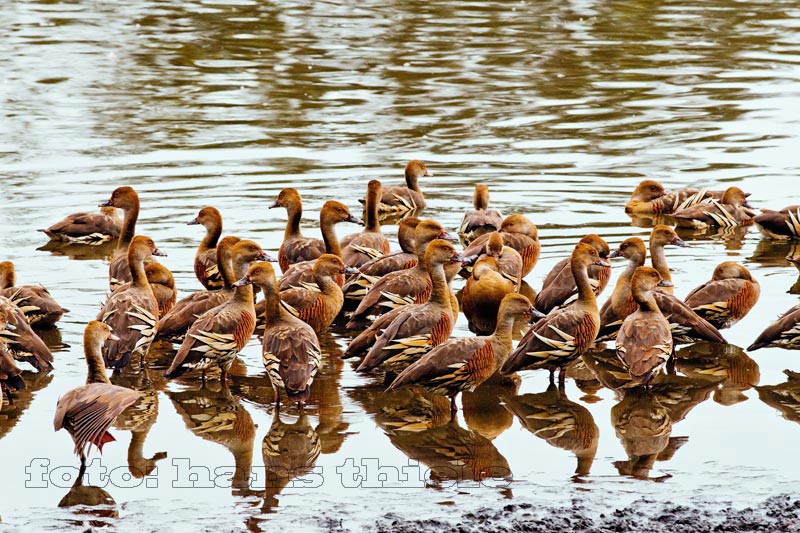 Whistling Ducks in Hasties Swamp