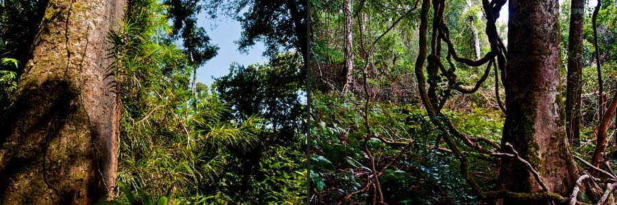 Regenwald, Schatten- und Lichtkeimer bei Lianen