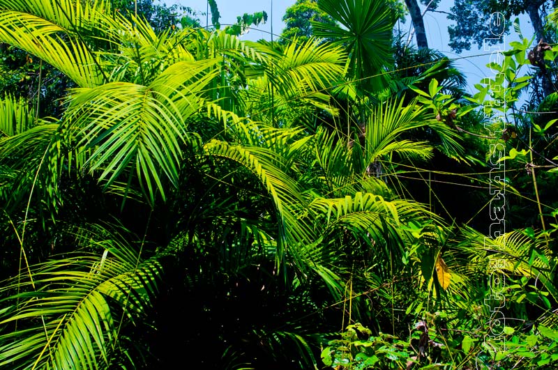 Rattanpalme, eine kletternde Palme