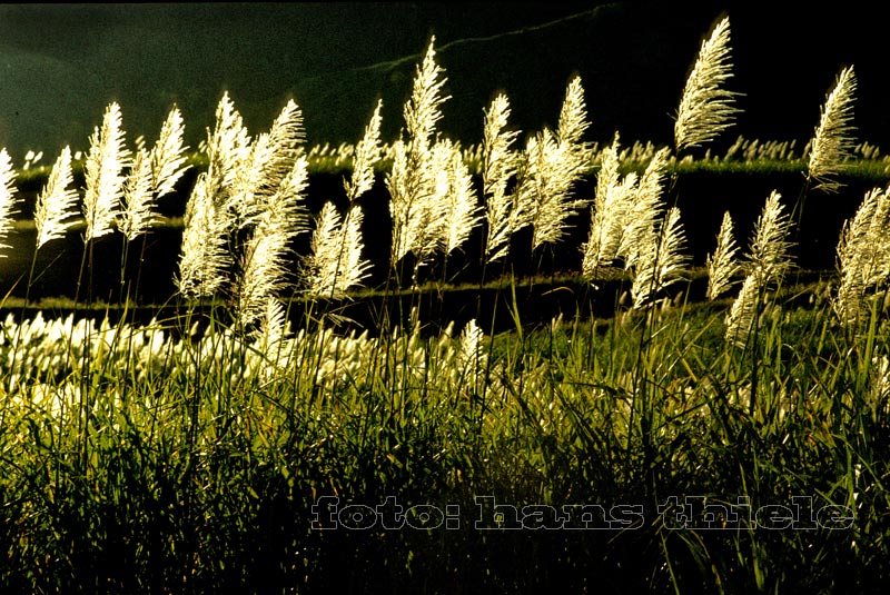 Zuckerrohr in Blüte, 1983