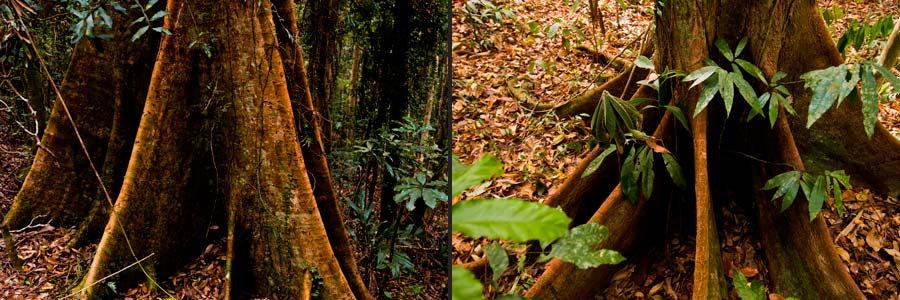 Brettwurzeln eines Urwaldriesen